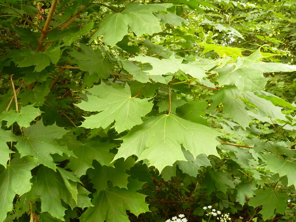 Acer platanoides (Sapindaceae)